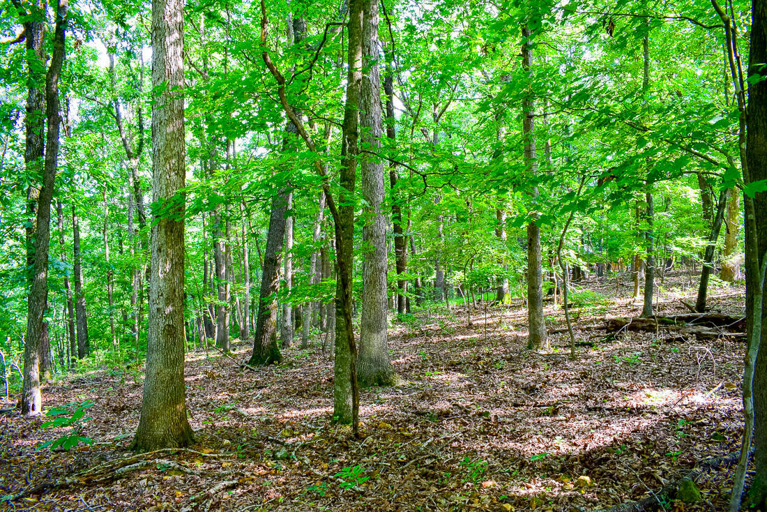 000 AUTUMN ESTATES SUBDIVISION # LOTS 25-27, CASSVILLE, MO 65625, photo 1 of 6